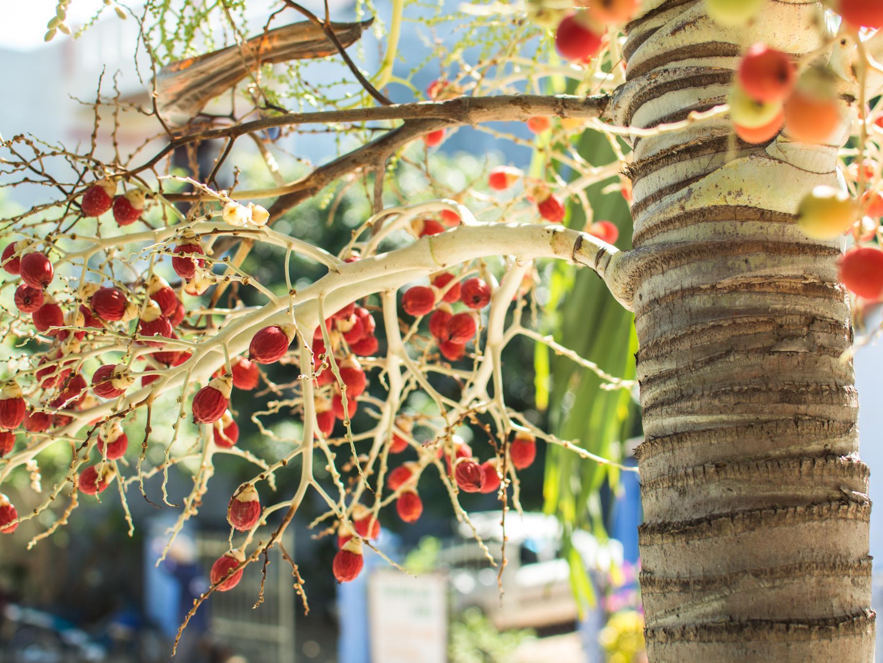 Areca Homestay Hoi An Exterior photo